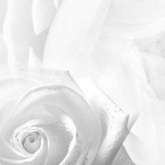 Кухонный фартук Цветы 217 МДФ матовый (3000) Flowers в Магнитогорске - magnitogorsk.mebel24.online | фото